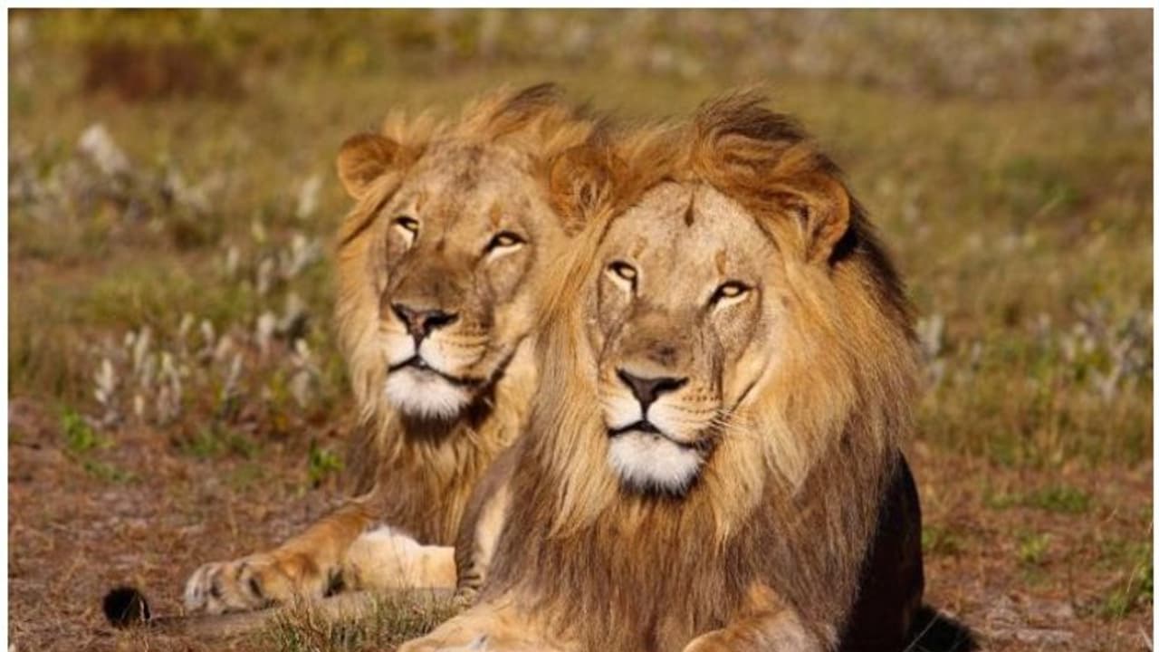 കണ്ടാമൃഗ വേട്ടക്കാരനെ ആന കൊന്നു, മൃതദേഹം സിംഹം തിന്നു; കിട്ടിയത് തലയോട്ടിയും പാന്റ്സും! കണ്ടാമൃഗ വേട്ടക്കാരനെ ആന കൊന്നു, മൃതദേഹം സിംഹം തിന്നു; കിട്ടിയത് തലയോട്ടിയും പാന്റ്സും!