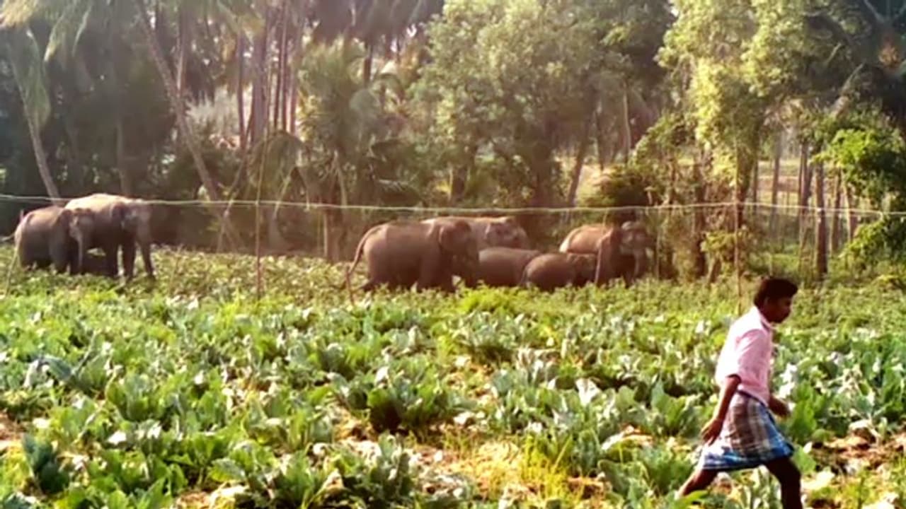 ആറളം ഫാമിലെ ജനവാസ കേന്ദ്രത്തിൽ നാട്ടുകാരെ വിറപ്പിച്ച് 14 കാട്ടാനകള് ആറളം ഫാമിലെ ജനവാസ കേന്ദ്രത്തിൽ നാട്ടുകാരെ വിറപ്പിച്ച് 14 കാട്ടാനകള്