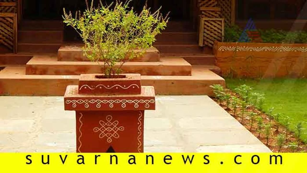 ಮನೆ ಮುಂದೆ ತುಳಸಿ ಗಿಡ ಏಕಿರಬೇಕು?