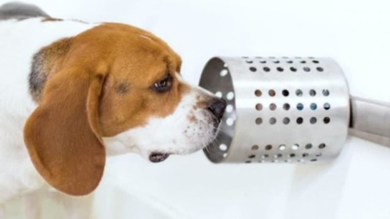 നായ്ക്കള്ക്ക് അര്ബുദം മണത്തറിയാനാകുമെന്ന് പഠനം നായ്ക്കള്ക്ക് അര്ബുദം മണത്തറിയാനാകുമെന്ന് പഠനം