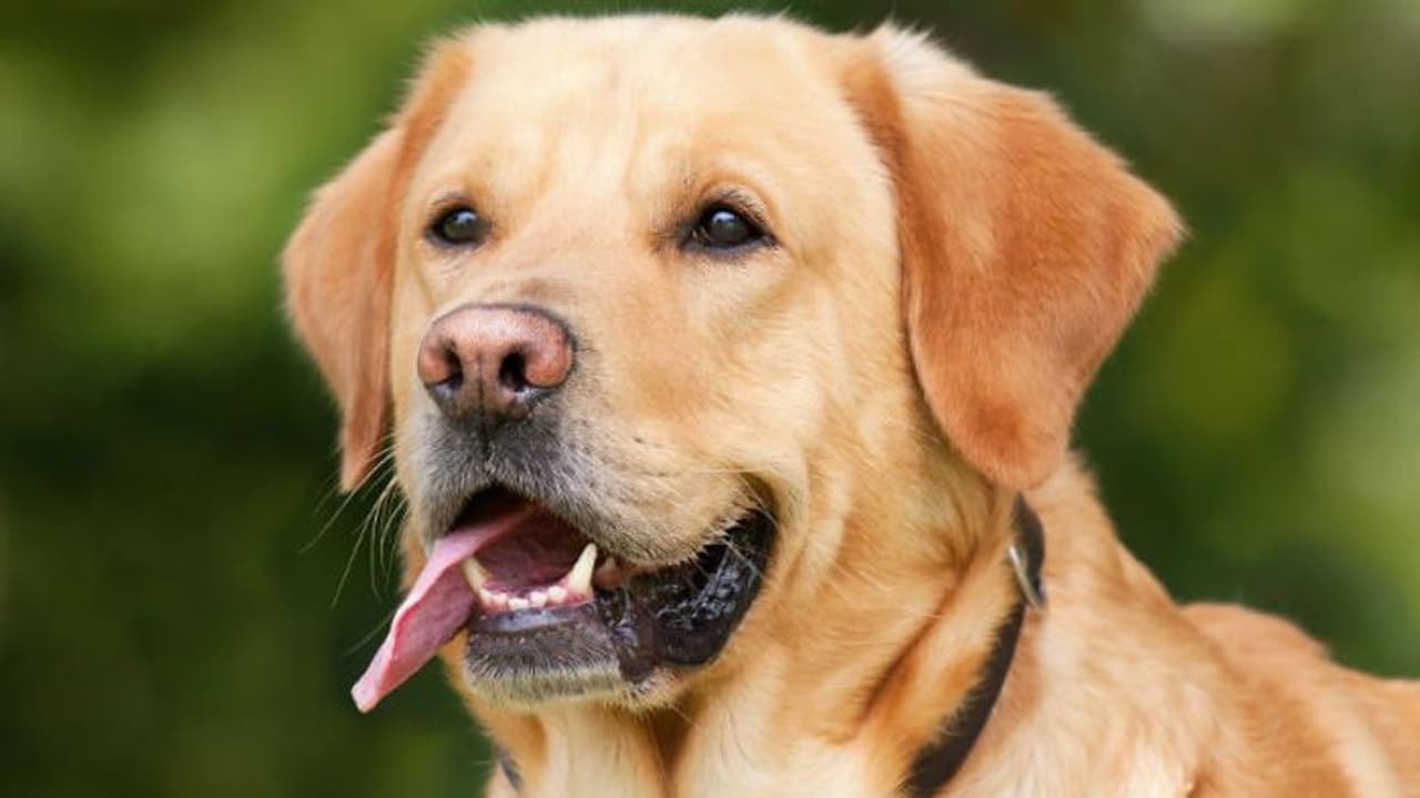 ഇനി ക്യാന്‍സര്‍ കണ്ടുപിടിക്കാന്‍ പട്ടികള്‍ മതിയാകും...