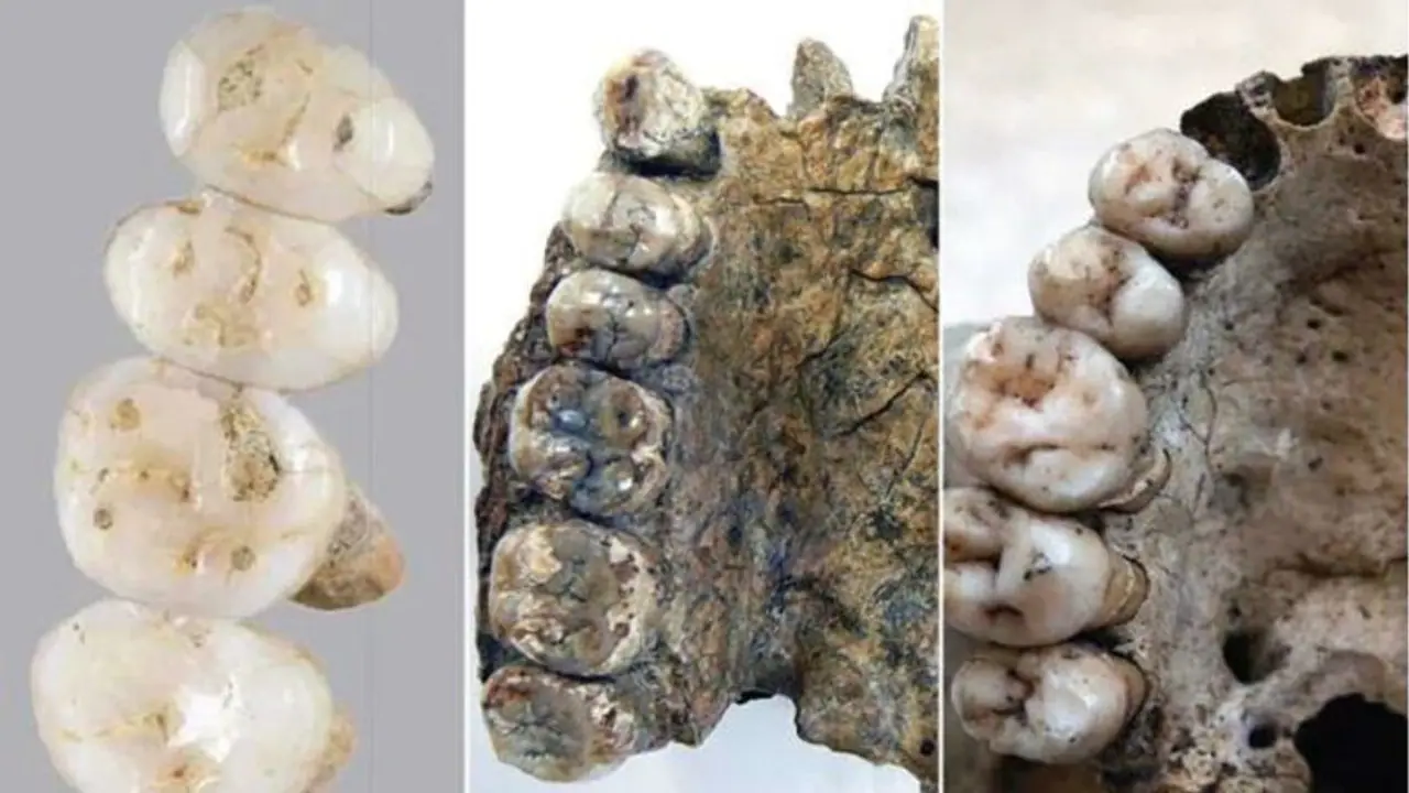 ಮಾನವ ಜಾತಿಗೆ ಹೊಸ ತಳಿ ಸೇರ್ಪಡೆ: ಪುರಾತನ ಅವಶೇಷ ಪತ್ತೆ! ಮಾನವ ಜಾತಿಗೆ ಹೊಸ ತಳಿ ಸೇರ್ಪಡೆ: ಪುರಾತನ ಅವಶೇಷ ಪತ್ತೆ!