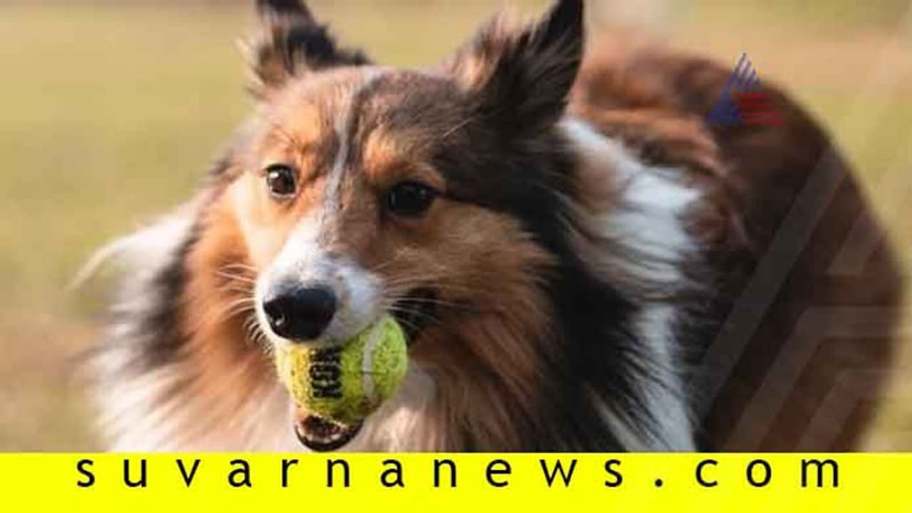 35 ಜನರ ಪ್ರಾಣ ಕಾಪಾಡಿ ಜೀವತೆತ್ತ ಸಾಕುನಾಯಿ! 35 ಜನರ ಪ್ರಾಣ ಕಾಪಾಡಿ ಜೀವತೆತ್ತ ಸಾಕುನಾಯಿ!