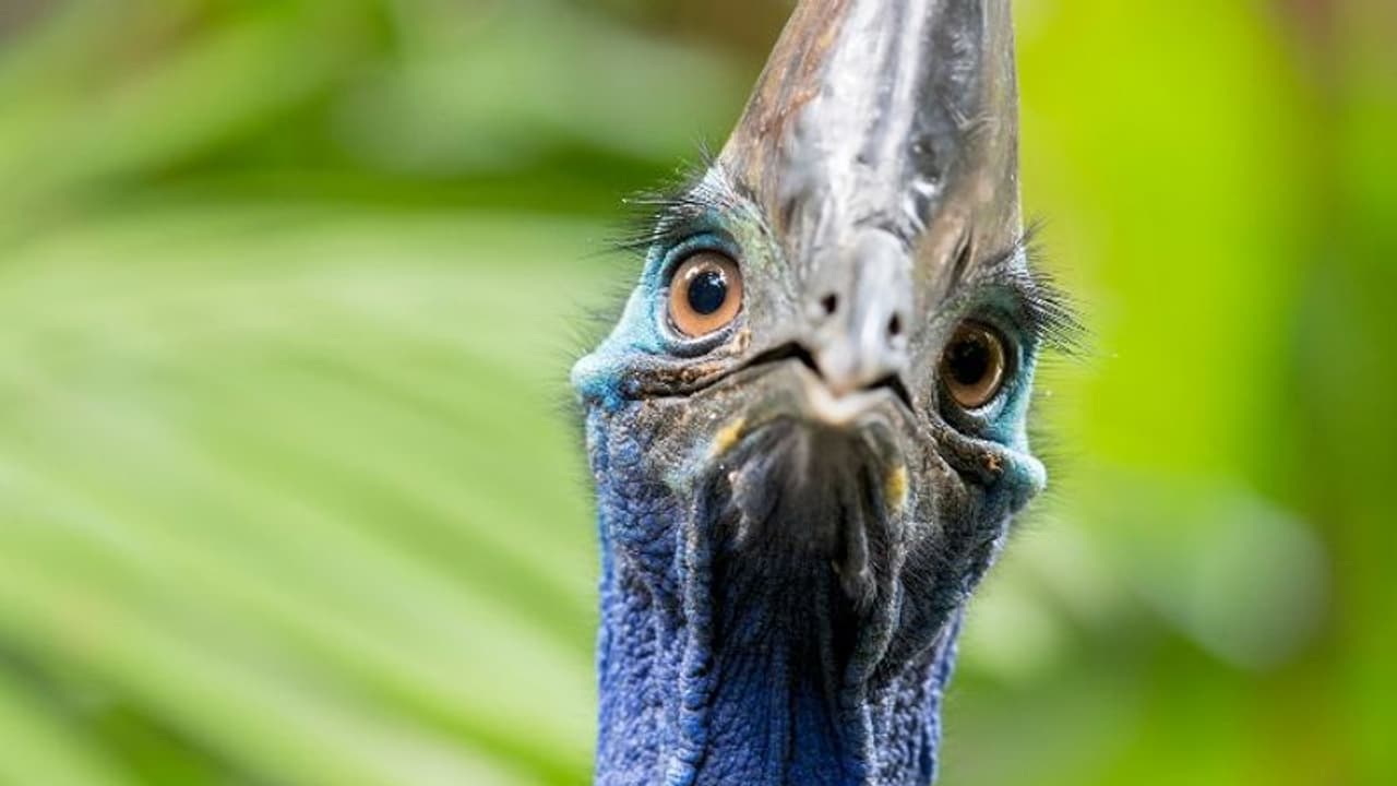 വീട്ടിൽ വളർത്തിയത് കൊലയാളി പക്ഷിയെ; ഉടമയുടെ ജീവനെടുത്ത് കാസോവരിസ് വീട്ടിൽ വളർത്തിയത് കൊലയാളി പക്ഷിയെ; ഉടമയുടെ ജീവനെടുത്ത് കാസോവരിസ്