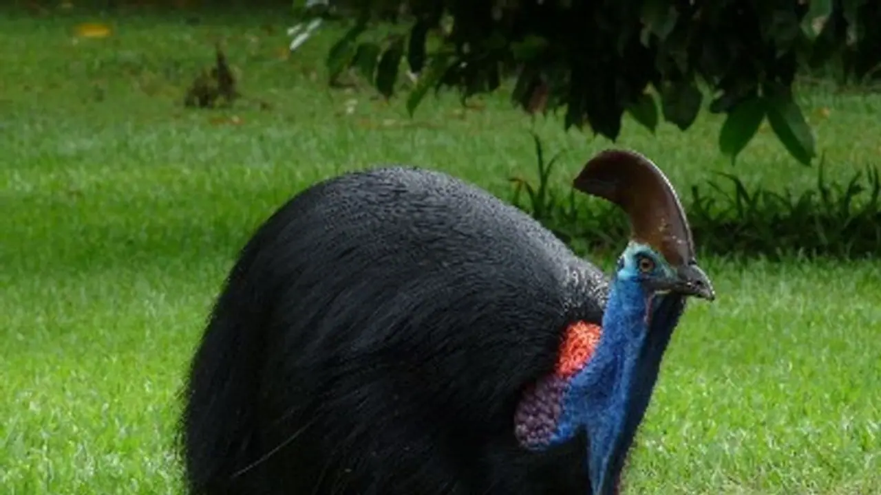 Cassowary: The bird dangerous to humans, is endangered Cassowary: The bird dangerous to humans, is endangered