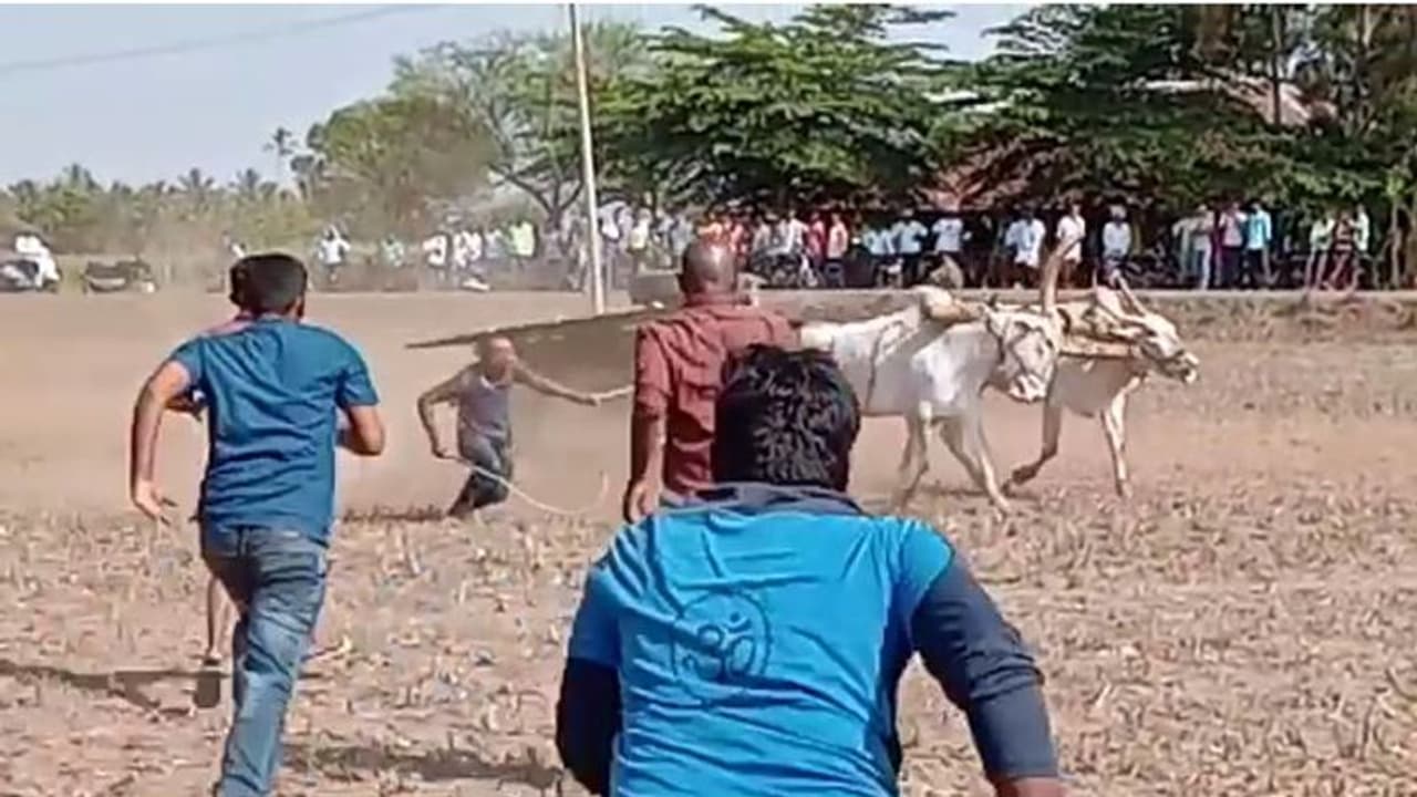 ಎತ್ತಿನಗಾಡಿ ಸ್ಪರ್ಧೆಯಲ್ಲಿ ಬಂಡಿಗಳು ನೆಗೆದು ಪಲ್ಟಿ! ಪವಾಡ ಸದೃಶ ಪಾರು ಎತ್ತಿನಗಾಡಿ ಸ್ಪರ್ಧೆಯಲ್ಲಿ ಬಂಡಿಗಳು ನೆಗೆದು ಪಲ್ಟಿ! ಪವಾಡ ಸದೃಶ ಪಾರು