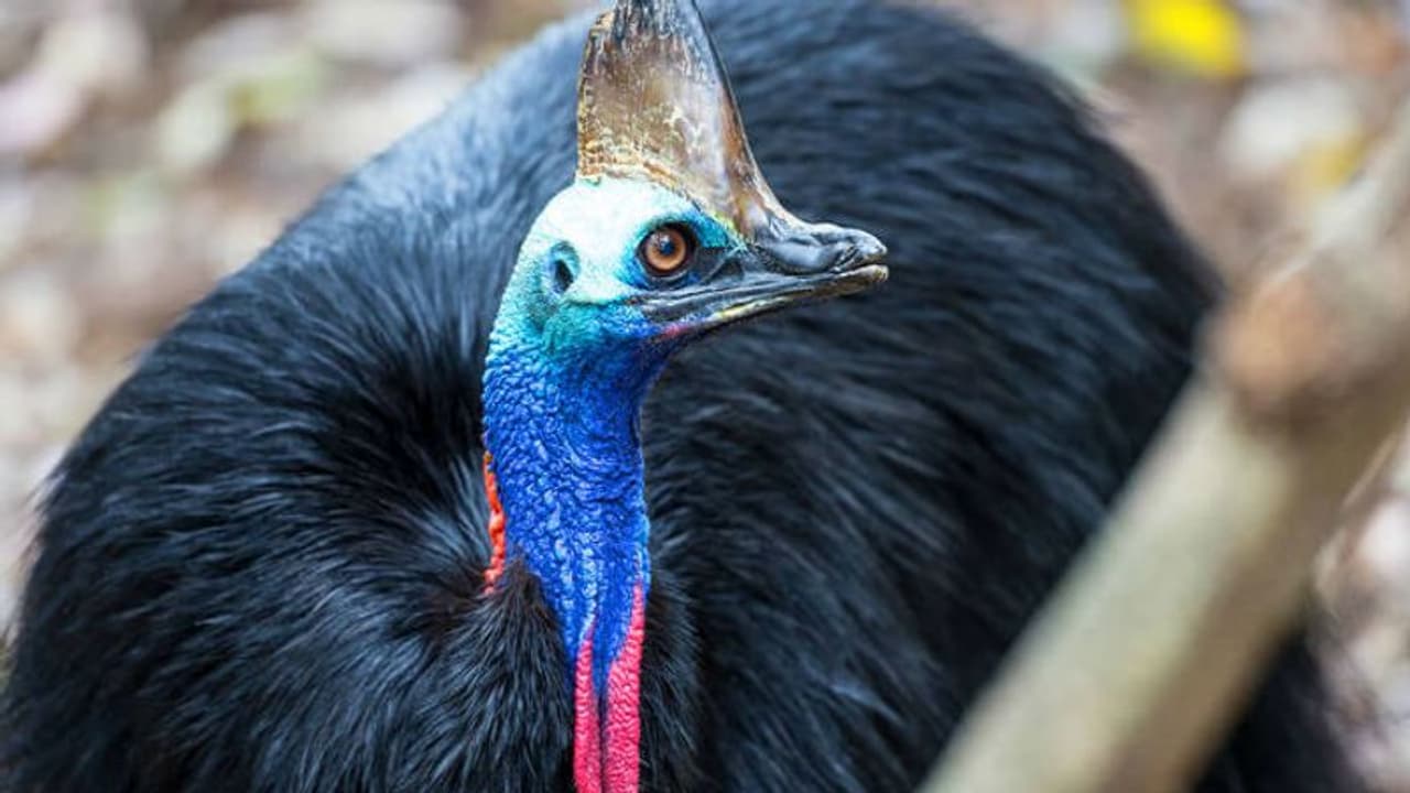 ഉടമയുടെ ജീവനെടുത്ത പക്ഷി; ലോകത്തിലെ ഏറ്റവും അപകടകാരികളില് ഒരാള്! ഉടമയുടെ ജീവനെടുത്ത പക്ഷി; ലോകത്തിലെ ഏറ്റവും അപകടകാരികളില് ഒരാള്!