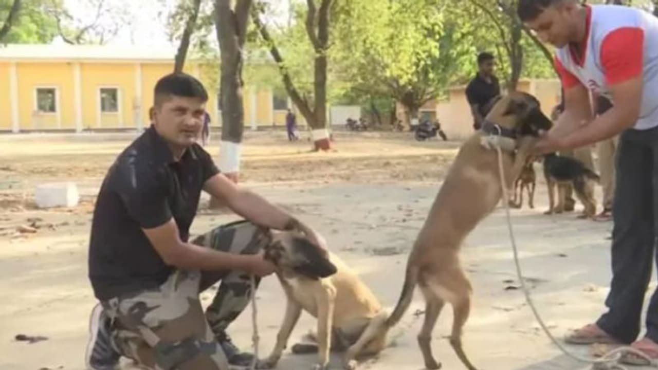 പണ്ട് ലാദനെ കുടുക്കാനിറക്കിയ പട്ടികള്; ഇപ്പോള് പൊലീസിലും... പണ്ട് ലാദനെ കുടുക്കാനിറക്കിയ പട്ടികള്; ഇപ്പോള് പൊലീസിലും...