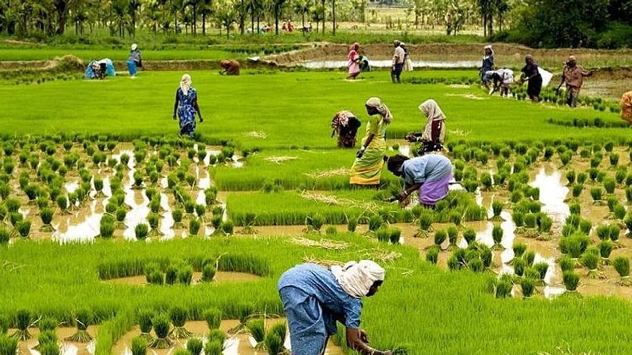 കാലാവസ്ഥ വ്യതിയാനം: സംസ്ഥാനത്തെ കാര്‍ഷിക മേഖലയ്ക്ക് തിരിച്ചടിയാകുന്നു