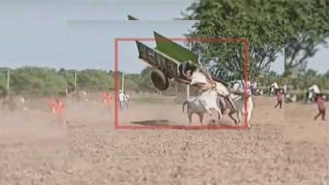 గాలిలో ఎగిరిన ఎడ్ల బండి గాలిలో ఎగిరిన ఎడ్ల బండి