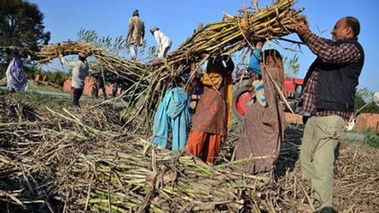 गन्ने की पेराई पिछले साल से तेज, 5 नवंबर तक चीनी उत्पादन 4 लाख टन