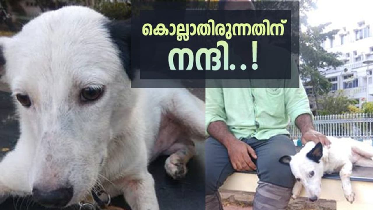 അന്ന് ദയാവധത്തിന് വിധിക്കപ്പെട്ട കുട്ടു, ഇന്ന് ഉശിരനാണ്..! അന്ന് ദയാവധത്തിന് വിധിക്കപ്പെട്ട കുട്ടു, ഇന്ന് ഉശിരനാണ്..!