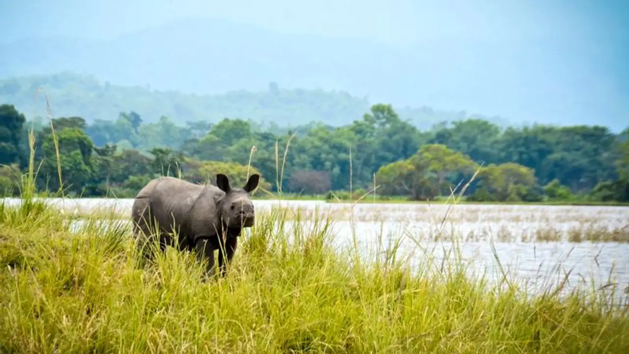 Kaziranga National Park Kaziranga National Park