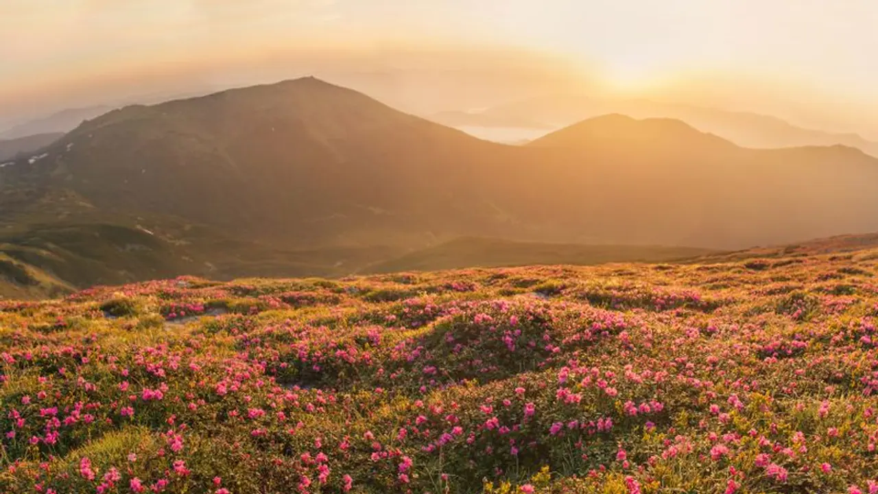 আনলক ৩ পর্বে ঘুরতে চলুন ভ্যালি অফ ফ্লাওয়ার্সে, তবে থাকতে হবে কোভিড পরীক্ষার রিপোর্ট আনলক ৩ পর্বে ঘুরতে চলুন ভ্যালি অফ ফ্লাওয়ার্সে, তবে থাকতে হবে কোভিড পরীক্ষার রিপোর্ট