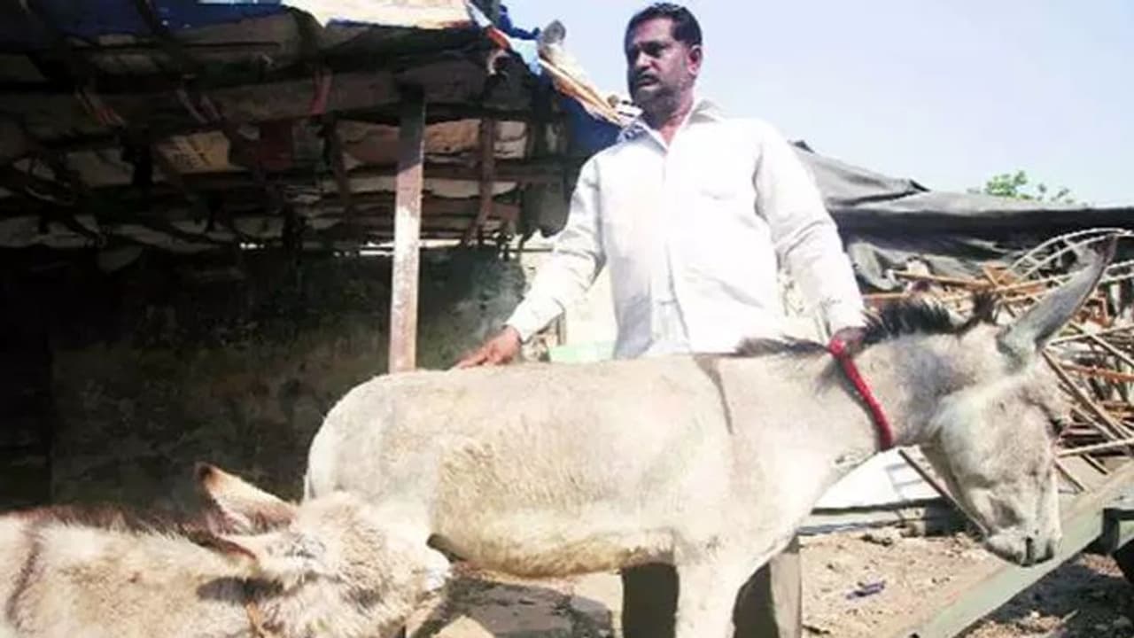 ತಮಿಳುನಾಡಿನಲ್ಲಿ ಕತ್ತೆಗಳ ಮೇಲೆ ಇವಿಎಂ ಸಾಗಣೆ ತಮಿಳುನಾಡಿನಲ್ಲಿ ಕತ್ತೆಗಳ ಮೇಲೆ ಇವಿಎಂ ಸಾಗಣೆ