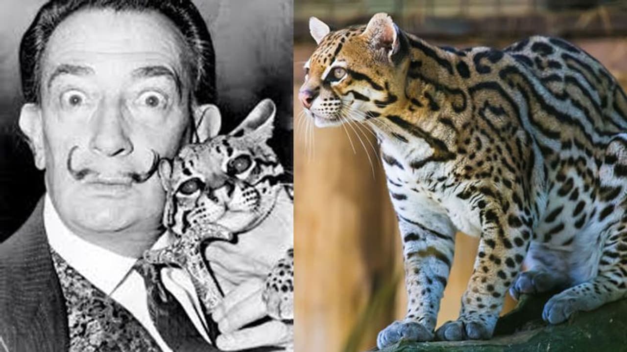 കൂട്ടിന് കുള്ളന് പുലി, പിന്നെ, പിരിയന് മീശ; സാല്വദോര് ദാലി താങ്കളെന്താണ് ഇങ്ങനെ? കൂട്ടിന് കുള്ളന് പുലി, പിന്നെ, പിരിയന് മീശ; സാല്വദോര് ദാലി താങ്കളെന്താണ് ഇങ്ങനെ?