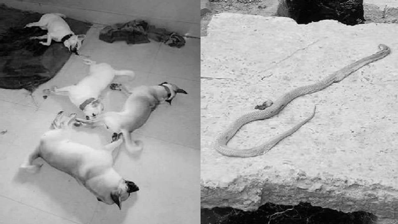 ಮಾಲೀಕನನ್ನು ಸರ್ಪದಿಂದ ಕಾಪಾಡಿ ಜೀವ ಬಿಟ್ಟ 4 ನಾಯಿಗಳು!