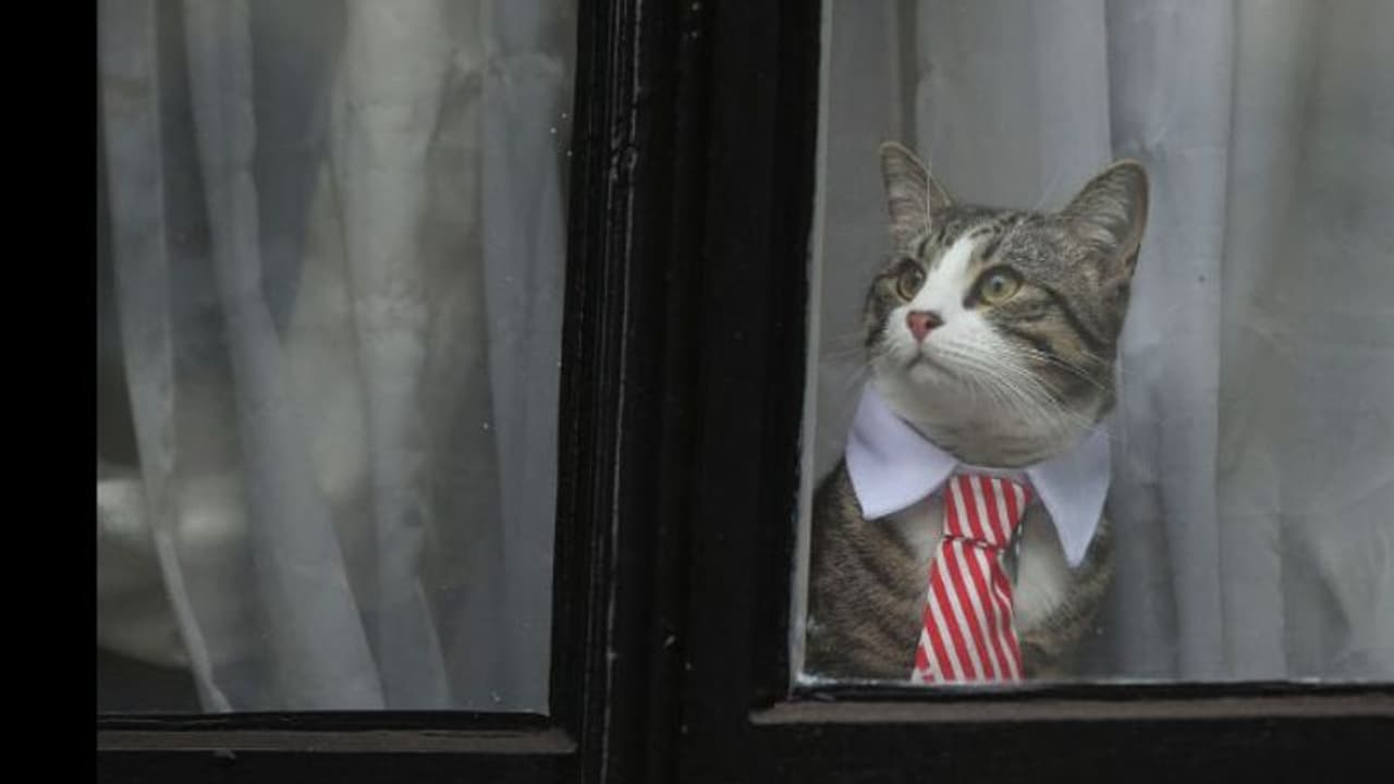 എവിടെയാണ് അസാന്ജിന് ഏകാന്തതയില് അഭയമേകിയ 'എംബസിക്യാറ്റ്'? എവിടെയാണ് അസാന്ജിന് ഏകാന്തതയില് അഭയമേകിയ 'എംബസിക്യാറ്റ്'?