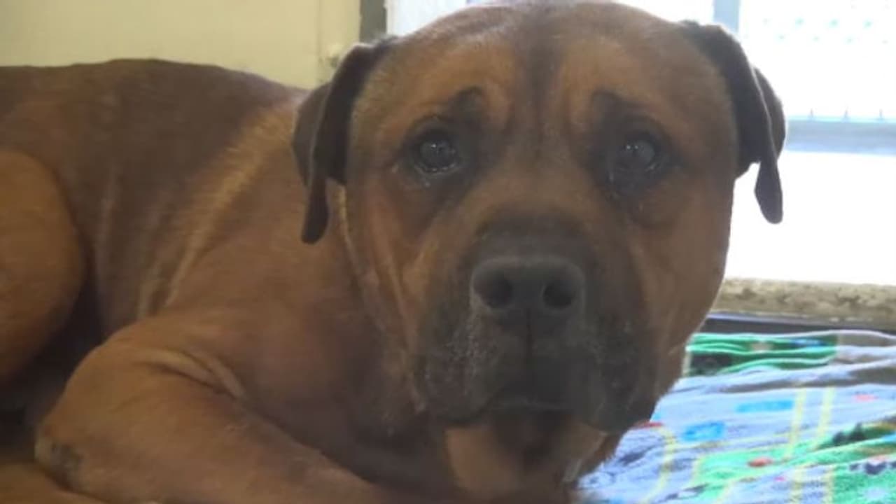 വിതുമ്പിക്കരയുന്ന നായ; വര്ഷങ്ങള്ക്ക് ശേഷം വീണ്ടും വൈറലാകുന്ന വീഡിയോ വിതുമ്പിക്കരയുന്ന നായ; വര്ഷങ്ങള്ക്ക് ശേഷം വീണ്ടും വൈറലാകുന്ന വീഡിയോ