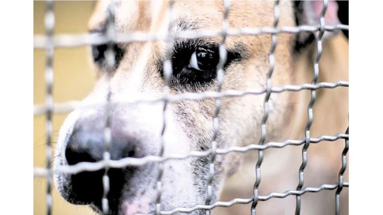 আবার এনআরএস কাণ্ডের ছায়া, বিষ খাইয়ে মারা হল ১২ টি কুকুরকে আবার এনআরএস কাণ্ডের ছায়া, বিষ খাইয়ে মারা হল ১২ টি কুকুরকে