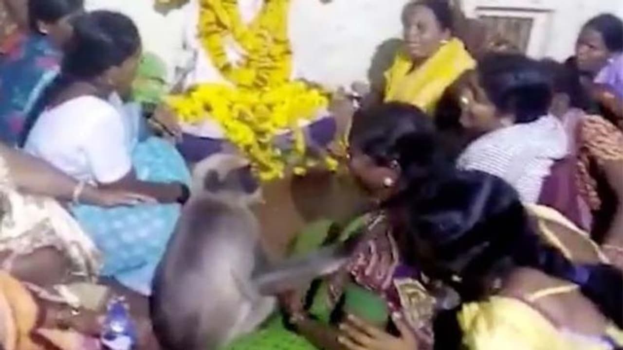 భుజంపై చేయి వేసి, తల నిమిరి: చావింట్లో కోతి ఓదార్పులు భుజంపై చేయి వేసి, తల నిమిరి: చావింట్లో కోతి ఓదార్పులు