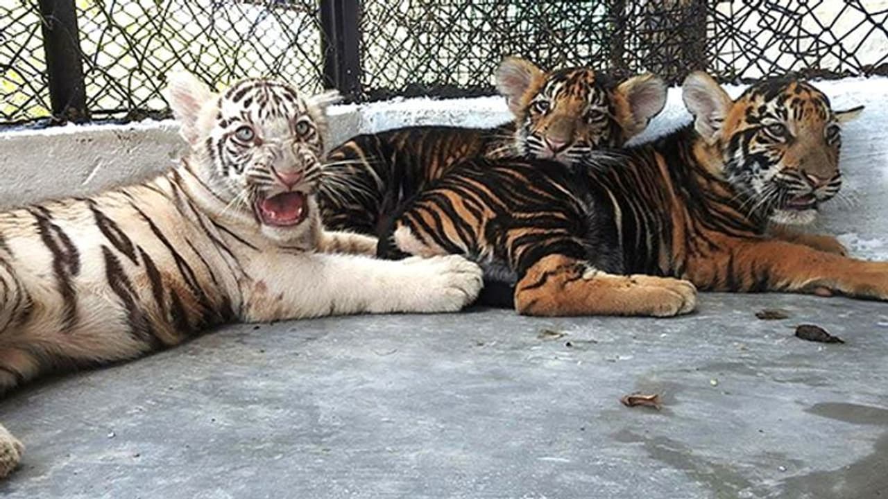 வண்டலுார் உயிரியல் பூங்காவில் மாணவர்களுக்கு சம்மர் கேம்ப் திட்டம் வண்டலுார் உயிரியல் பூங்காவில் மாணவர்களுக்கு சம்மர் கேம்ப் திட்டம்