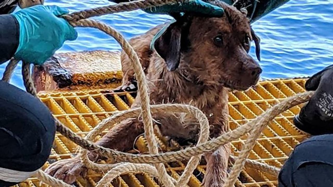 Pup dies after sterilization procedure; complaint filed against NGO in Bengaluru Pup dies after sterilization procedure; complaint filed against NGO in Bengaluru