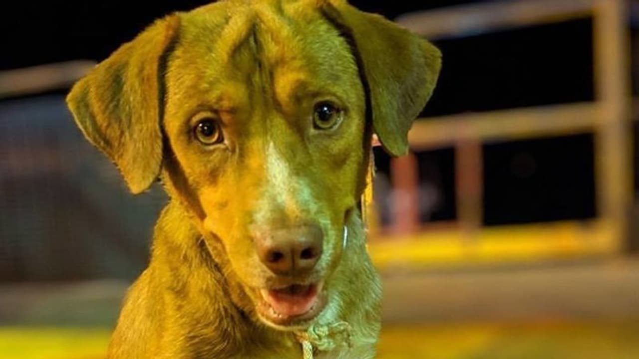 കണ്ടോളൂ, ലോകത്തിലെ 'ഏറ്റവും ഭാഗ്യവാനായ' നായയെ..! കണ്ടോളൂ, ലോകത്തിലെ 'ഏറ്റവും ഭാഗ്യവാനായ' നായയെ..!