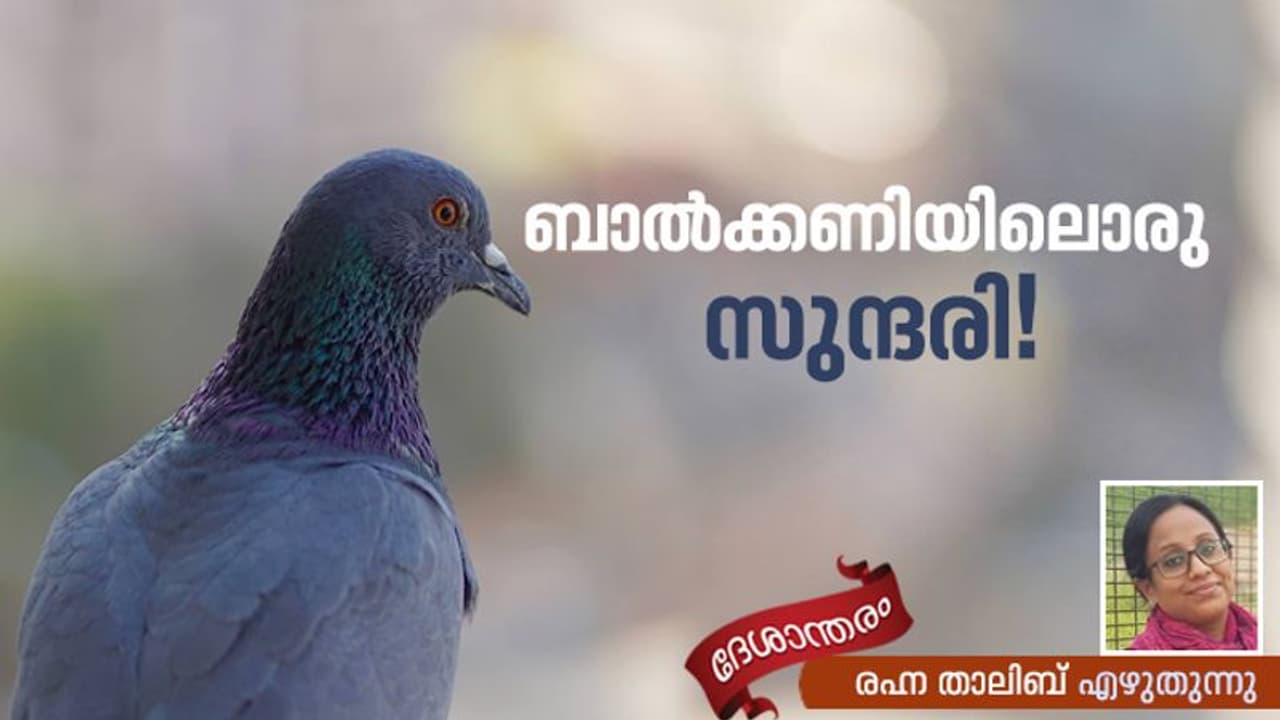 ദേശാടനക്കിളി വിടപറയാറില്ല! ദേശാടനക്കിളി വിടപറയാറില്ല!