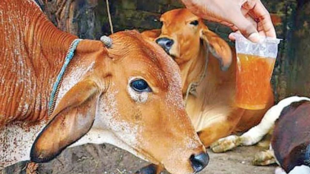 20 പവന് സ്വര്ണമാല പശുവിഴുങ്ങി; പിന്നെ സംഭവിച്ചത്.! 20 പവന് സ്വര്ണമാല പശുവിഴുങ്ങി; പിന്നെ സംഭവിച്ചത്.!