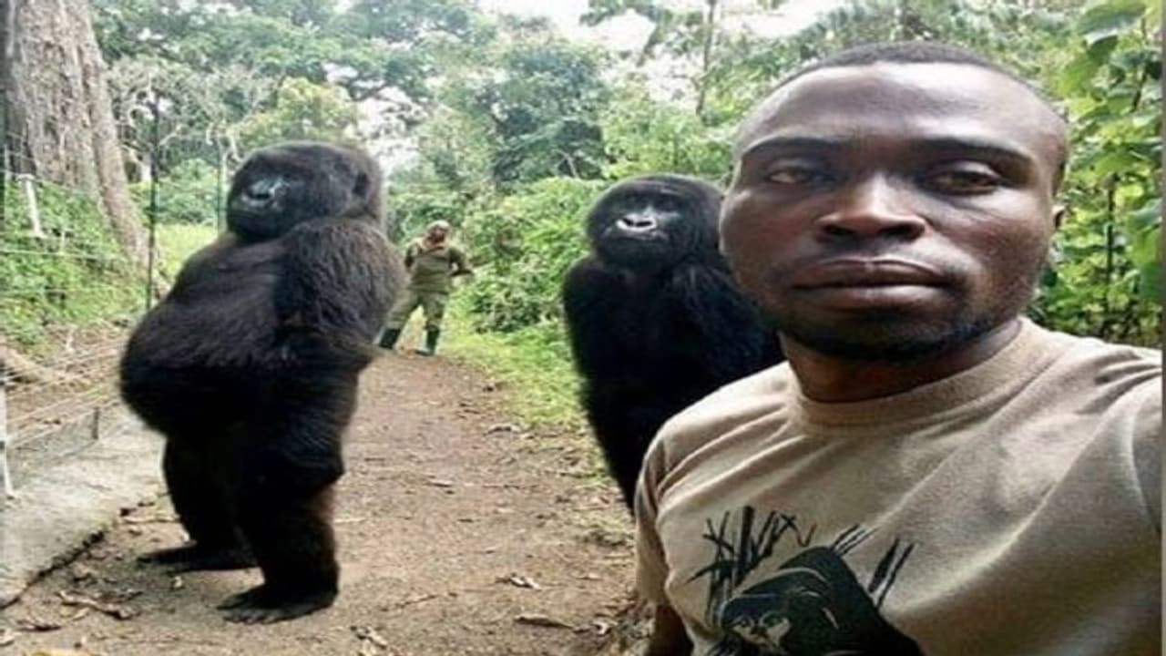 ಜೀವ ವಿಕಾಸಕ್ಕೆ ಸಾಕ್ಷಿ ಬೇಕೆ?: ಮನುಷ್ಯರಂತೆ ಎದ್ದು ನಿಂತ ಗೊರಿಲ್ಲಾ! ಜೀವ ವಿಕಾಸಕ್ಕೆ ಸಾಕ್ಷಿ ಬೇಕೆ?: ಮನುಷ್ಯರಂತೆ ಎದ್ದು ನಿಂತ ಗೊರಿಲ್ಲಾ!