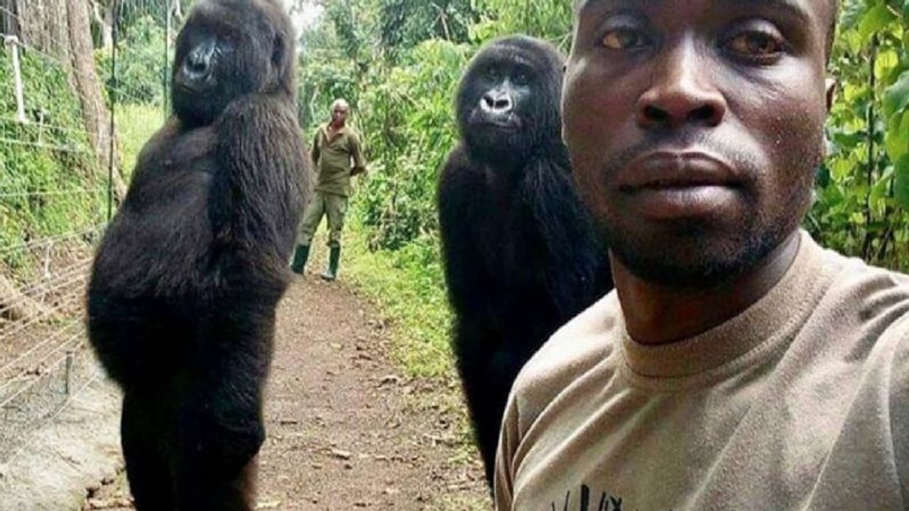 ಅರಣ್ಯ ಸಿಬ್ಬಂದಿ ಜತೆ ಗೊರಿಲ್ಲಾಗಳ ಸೆಲ್ಫಿ ಪೋಸ್ ಅರಣ್ಯ ಸಿಬ್ಬಂದಿ ಜತೆ ಗೊರಿಲ್ಲಾಗಳ ಸೆಲ್ಫಿ ಪೋಸ್