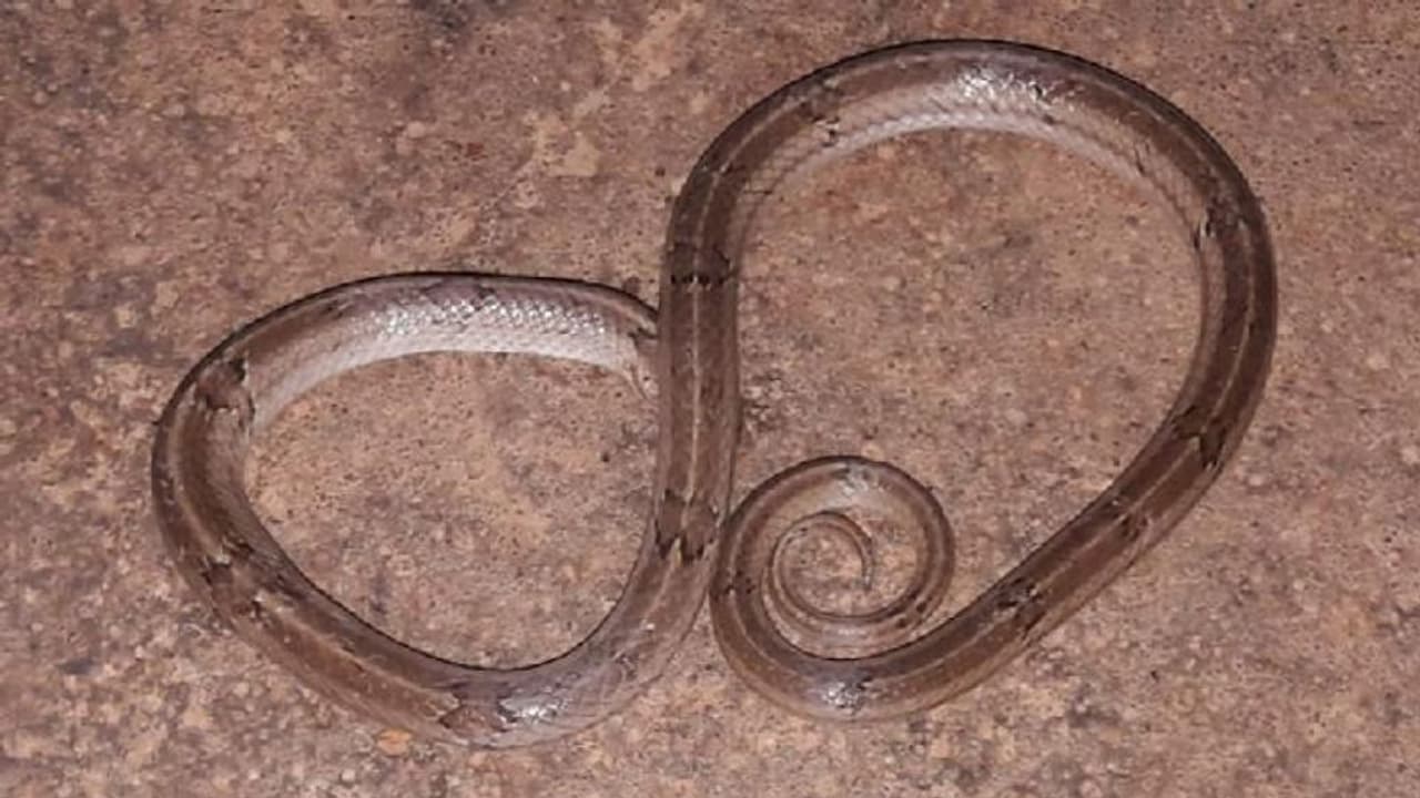 ವಿವಿಪ್ಯಾಟ್ನಲ್ಲಿ ಹಾವು!: ಆತಂಕ ಸೃಷ್ಟಿ ವಿವಿಪ್ಯಾಟ್ನಲ್ಲಿ ಹಾವು!: ಆತಂಕ ಸೃಷ್ಟಿ