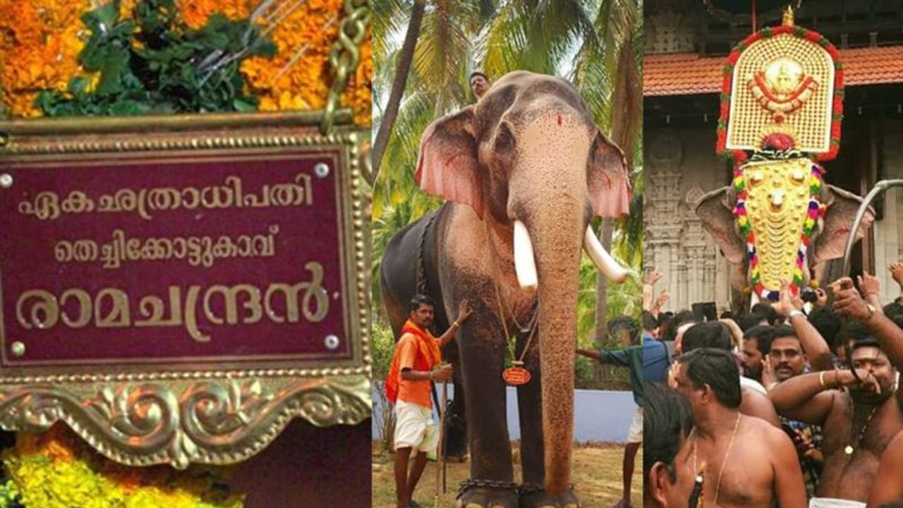 തെച്ചിക്കോട്ടുകാവ് രാമചന്ദ്രന്റെ വിലക്ക്; തൃശൂരില് ഇന്ന് ആന ഉടമകള് യോഗം ചേരും തെച്ചിക്കോട്ടുകാവ് രാമചന്ദ്രന്റെ വിലക്ക്; തൃശൂരില് ഇന്ന് ആന ഉടമകള് യോഗം ചേരും