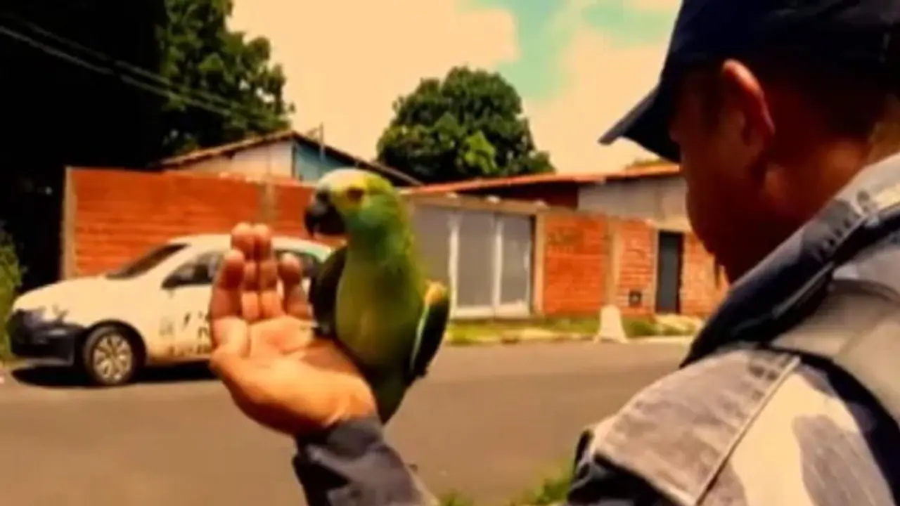 റെയ്ഡിനിടെ മുന്നറിയിപ്പ് നൽകിയതിന്, കള്ളക്കടത്തുകാരുടെ തത്ത അറസ്റ്റിൽ റെയ്ഡിനിടെ മുന്നറിയിപ്പ് നൽകിയതിന്, കള്ളക്കടത്തുകാരുടെ തത്ത അറസ്റ്റിൽ