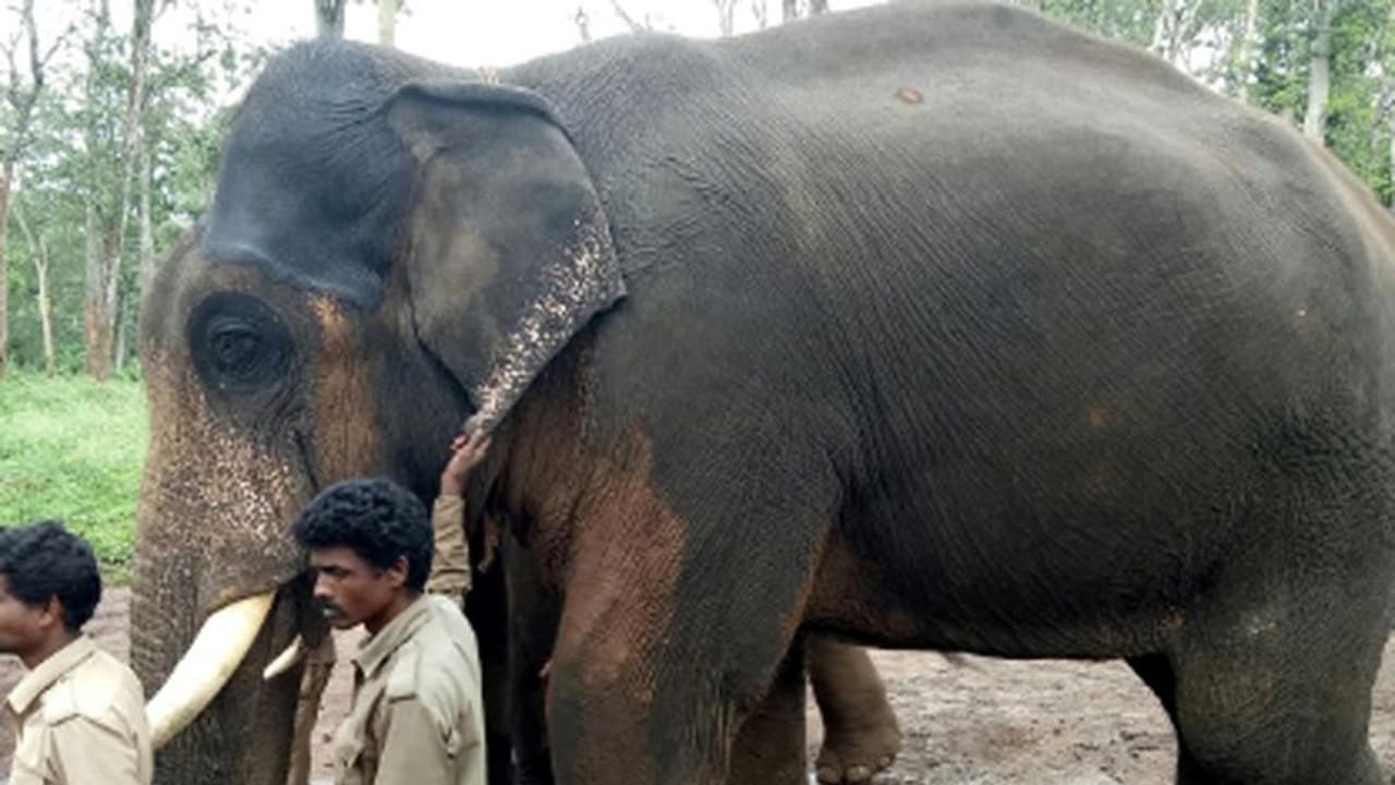 ಮೈಸೂರು ಜಂಬೂ ಸವಾರಿಯಲ್ಲಿ ಅಂಬಾರಿ ಹೊತ್ತ ದ್ರೋಣ ಇನ್ನಿಲ್ಲ