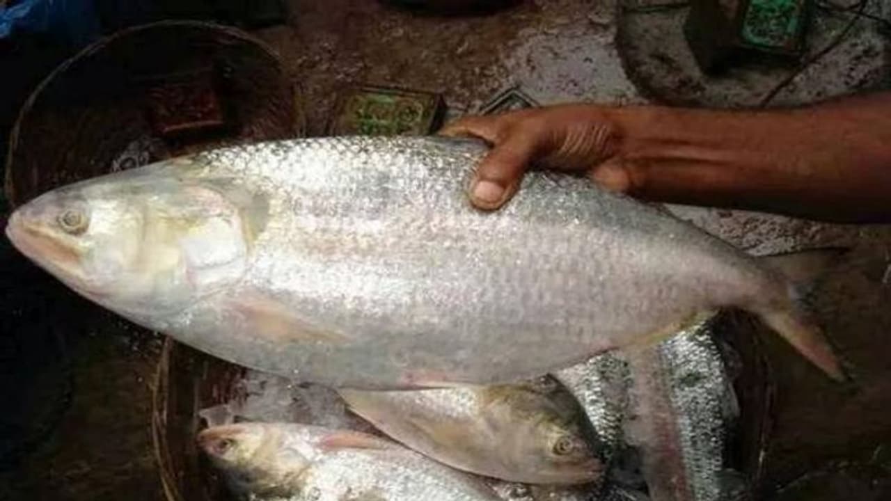 পয়লা বৈশাখের ইলিশ পান্তা, কতটা হুজুগ কতটা সত্য পয়লা বৈশাখের ইলিশ পান্তা, কতটা হুজুগ কতটা সত্য