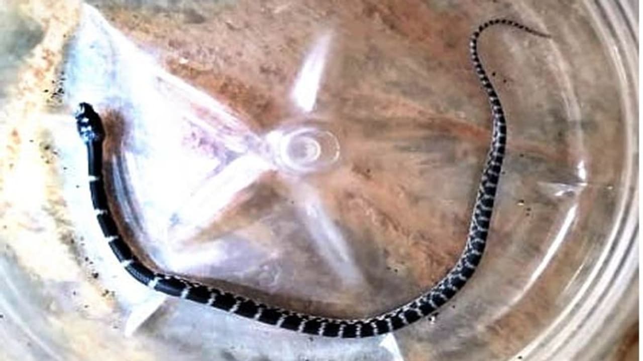 ನಿರುಪದ್ರವಿ ಹಾವಿನ ಪ್ರಾಣ ಉಳಿಸಿಸ ವಾಟ್ಸಪ್! ನಿರುಪದ್ರವಿ ಹಾವಿನ ಪ್ರಾಣ ಉಳಿಸಿಸ ವಾಟ್ಸಪ್!