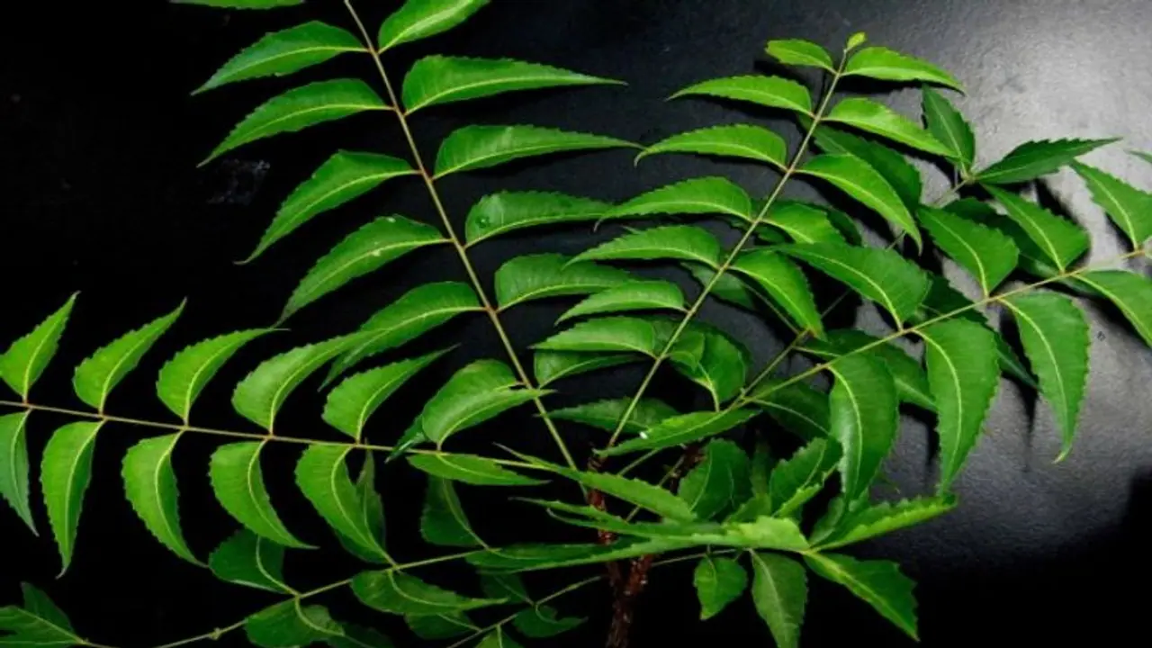 ম্যাজিকের মতো কাজ করে নিম, রোগ সারাতে নিমের কার্যকারিতা জানুন