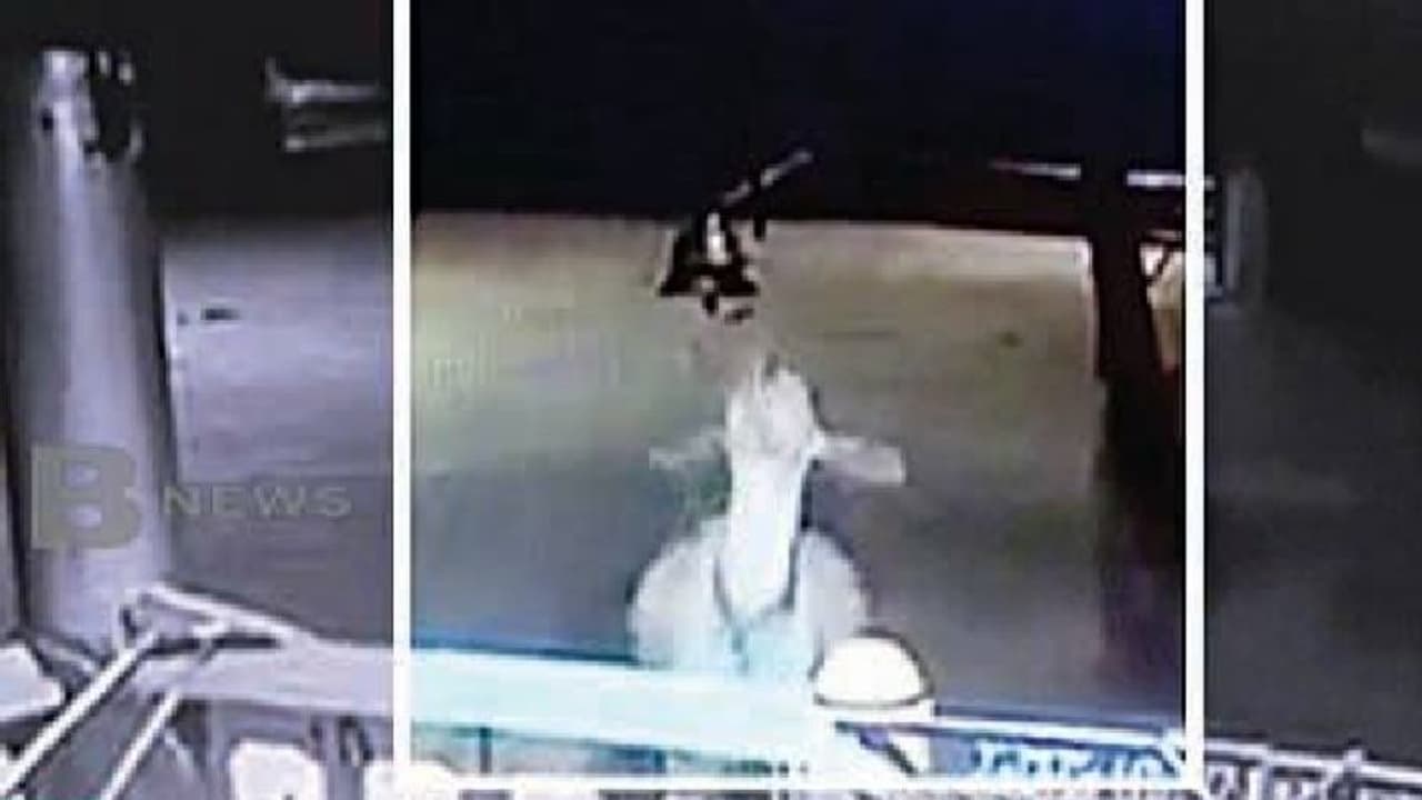 ದೇಗುಲದ ಗಂಟೆ ಬಾರಿಸುವ ಹಸುವಿನ ವಿಡಿಯೋ ವೈರಲ್ ದೇಗುಲದ ಗಂಟೆ ಬಾರಿಸುವ ಹಸುವಿನ ವಿಡಿಯೋ ವೈರಲ್