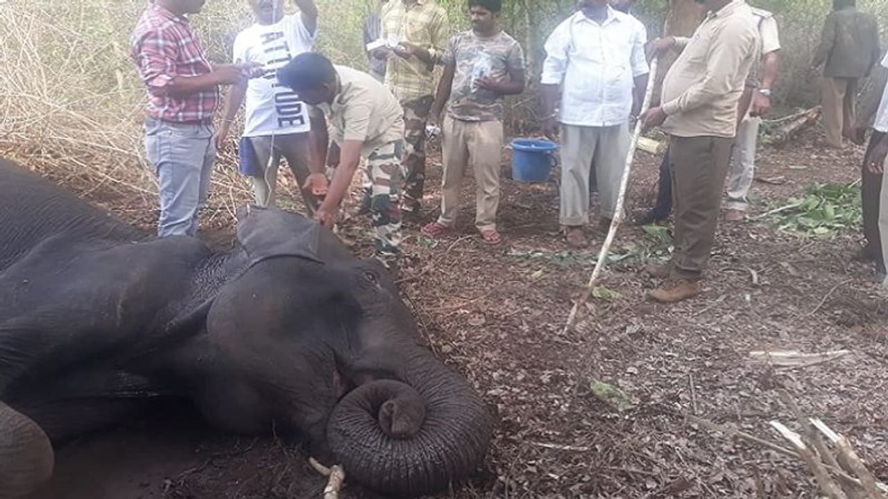 ದ್ರೋಣನ ಸಾವಿನ ಬೆನ್ನಲ್ಲೇ ಮತ್ತೊಂದು ಆನೆ ಸಾವು ದ್ರೋಣನ ಸಾವಿನ ಬೆನ್ನಲ್ಲೇ ಮತ್ತೊಂದು ಆನೆ ಸಾವು