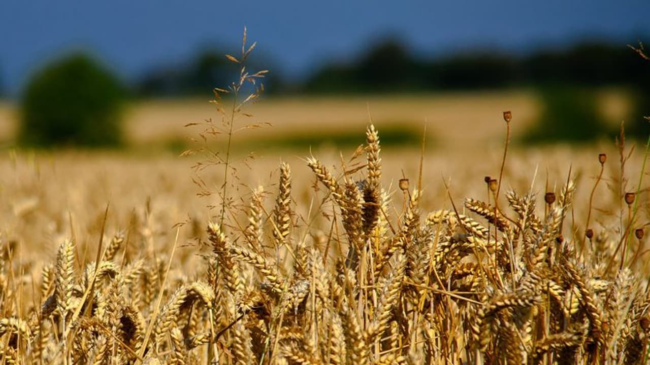 മണ്ണ് കനിഞ്ഞു, ഗോതമ്പ് ഉല്‍പാദനം റെക്കോര്‍ഡിട്ടേക്കും; ഇറക്കുമതി തീരുവ 40 ശതമാനം