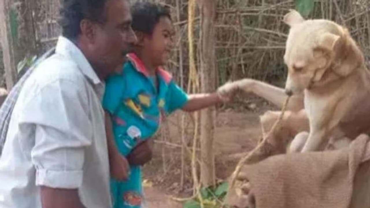 ವಿಷದ ಹಾವಿನಿಂದ ಮಾಲೀಕನನ್ನು ರಕ್ಷಿಸಿ ಜೀವ ಬಿಟ್ಟ ಶ್ವಾನ