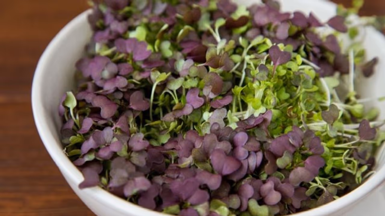 രോഗപ്രതിരോധശേഷിക്ക് ഇലക്കറിയെക്കാള്‍ പോഷകഗുണമുള്ള മൈക്രോഗ്രീന്‍