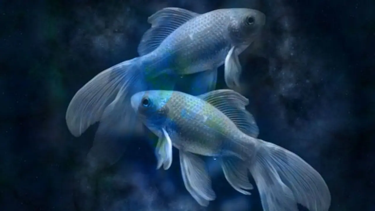 জৈষ্ঠ্য মাস কেমন প্রভাব ফেলবে মীন রাশির উপর, দেখে নিন জৈষ্ঠ্য মাস কেমন প্রভাব ফেলবে মীন রাশির উপর, দেখে নিন