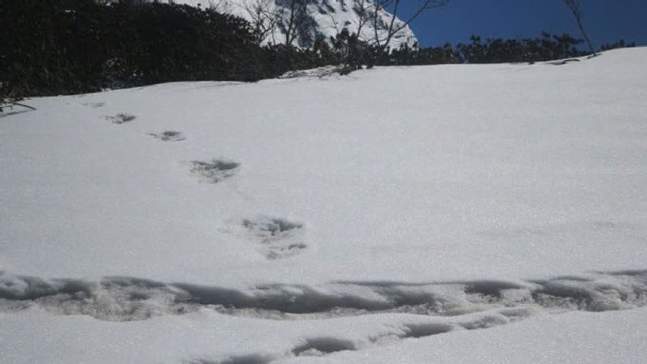 'യതി'യുടെ കാല്പ്പാടുകള് കണ്ടെത്തിയതായി ഇന്ത്യന് സേന; അടപടലം ട്രോള് 'യതി'യുടെ കാല്പ്പാടുകള് കണ്ടെത്തിയതായി ഇന്ത്യന് സേന; അടപടലം ട്രോള്