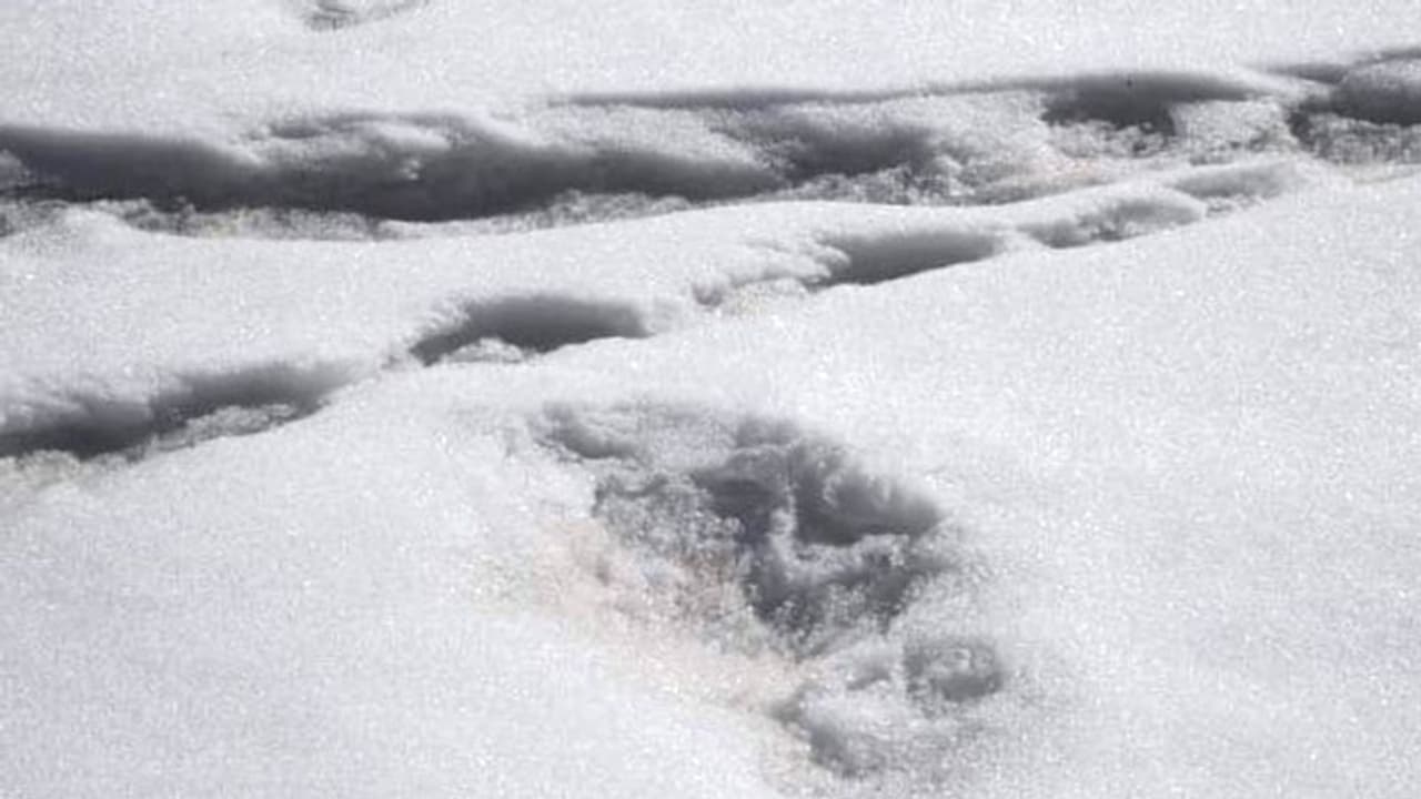 সত্য়ি কি ইয়েতি রয়েছে! অতিকায় পায়ের ছাপের ছবি পোস্ট করল ভারতীয় সেনা