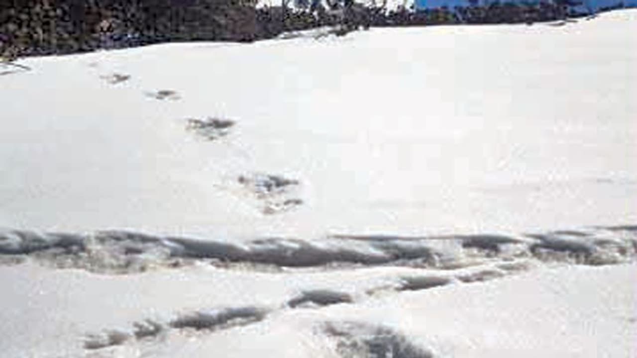 ನಿಗೂಢ ಹಿಮ ಮಾನವನ ಹೆಜ್ಜೆ ಗುರುತು ಪತ್ತೆ : ಸೇನೆಯಿಂದ ಬಹಿರಂಗ