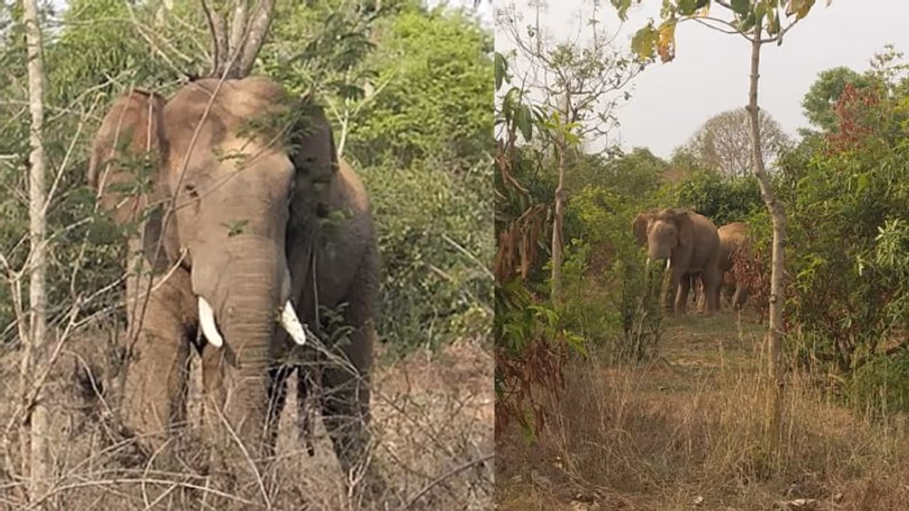 ಆನೆಯೊಂದಿಗೆ ಸೆಲ್ಫಿ ಕ್ಲಿಕ್ಕಿಸಲು ಹೋಗಿ ಕಣ್ಣು ಕಳೆದುಕೊಂಡ ಆನೆಯೊಂದಿಗೆ ಸೆಲ್ಫಿ ಕ್ಲಿಕ್ಕಿಸಲು ಹೋಗಿ ಕಣ್ಣು ಕಳೆದುಕೊಂಡ