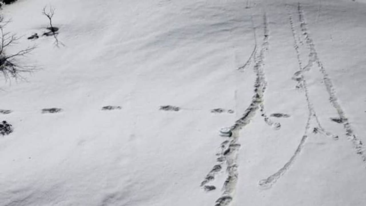 ইয়েতি নয়, ভারতীয় সেনার দাবি উড়িয়ে নেপাল জানাল অতিকায় পায়ের ছাপগুলি আসলে কার ইয়েতি নয়, ভারতীয় সেনার দাবি উড়িয়ে নেপাল জানাল অতিকায় পায়ের ছাপগুলি আসলে কার